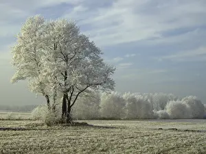 Hoarfrost Patterns Prints: Field