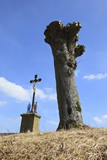 Pollarded Willow Prints: Field cross next to pollarded willow after pruning