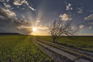 Country Lane Photography Prints: Field Field path with single tree and sunset