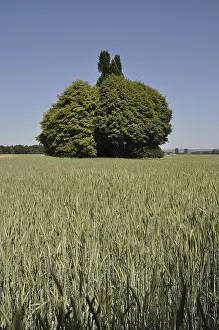 Central European Countryside Prints: Field, fields, tree, trees, bush