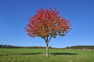 Central Europe Autumn Atmosphere Prints: Field landscape, cherry tree, fruit trees