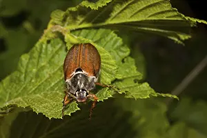 Natural Habitat Insects Prints: Field May Beetle