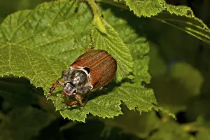 Natural Habitat Insects Prints: Field May Beetle