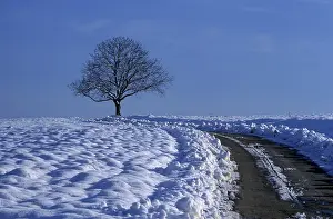 Deserted Country Lane Prints: Field path with bare tree in winter