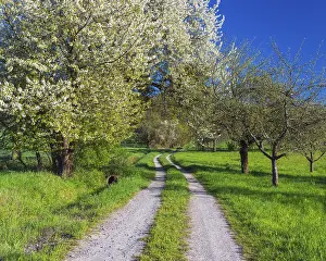 Fruit Tree In Bloom Prints: Field path with blooming cherry tree