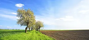 Deciduous Tree Blossoms Prints: Field path with blossoming cherry trees