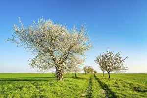 European Cherry Blossoms Prints: Field path with blossoming cherry trees