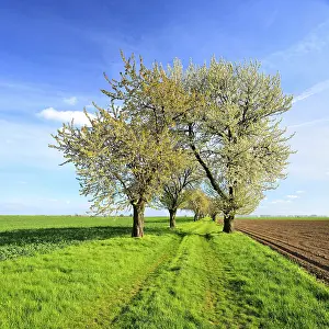 Deciduous Tree Blossoms Prints: Field path with blossoming cherry trees
