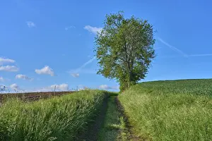 Springtime In Bavaria Germany Prints: Field path with cherry tree in spring
