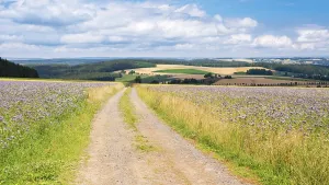East German Countryside Scenery Prints: Field path through fields with flower strips under blue sky with clouds