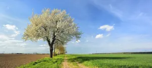 Country Lane Photography Prints: Field path through fields in spring