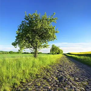 Central Europe Countryside View Prints: Field path with fruit trees through green fields in spring
