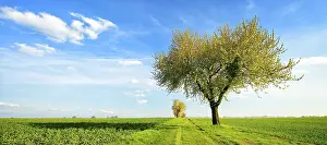 Deciduous Tree In Bloom Prints: Field path through green fields