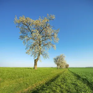 Cherry Blossom Field Path Prints: Field path through green fields lined with blossoming cherry trees in spring