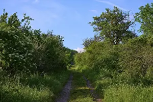 Germany Tourist Attraction Prints: Field path between hedges in spring m blue sky
