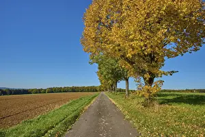 Maple Trees In Autumn Prints: Field path, maple tree, tree row