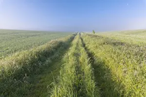 Odenwald Germany Landscape Prints: Field Path on morning in spring