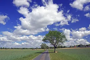 Solitary Tree Germany Prints: Field path, single tree and wide landscape