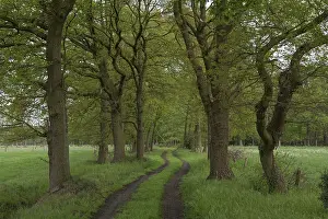 Germany Nature Prints: Field path with tree avenue, May
