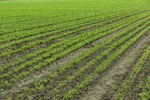 Deserted Farmland Scene Prints: Field of the red beetroot in a summer