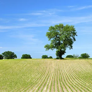 Agricultural Crop Growth Prints: Field with rows of young corn plants in spring