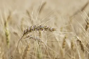 Agricultural Landscape Prints: Field of wheat