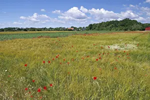 Swedish Countryside Scenery Prints: Fields covered with poppies, spring