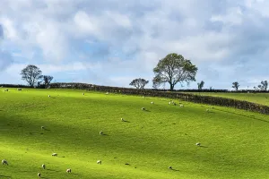 British Countryside Aerials Prints: Fields and Farms from a drone, Devon