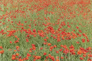 Red Poppy Field Prints: Fields filled with poppies in spring in plain