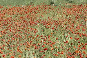 Springtime In France Prints: Fields filled with poppies in spring in plain