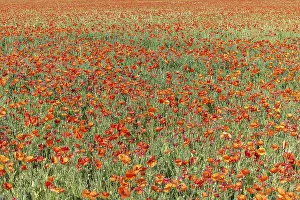Agricultural Landscape Shots Prints: Fields filled with poppies in spring in plain