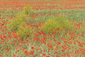 Springtime In France Prints: Fields filled with poppies in spring in plain