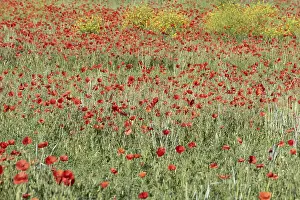 Western Europe Countryside Scene Prints: Fields filled with poppies in spring in plain