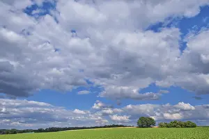 Central Europe Forest Scene Prints: Fields, between forest and individual trees