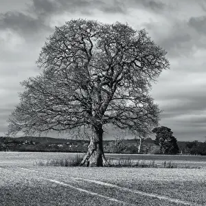 Agricultural Landscape UK Prints: Fields, meadows and old oak tree in Black and White