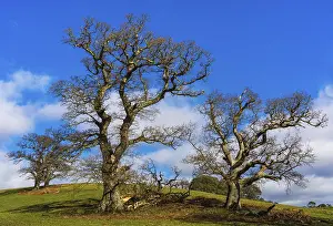 British Countryside Prints: Fields, meadows and old oak trees