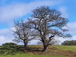 Devon Countryside Prints: Fields, meadows and old oak trees