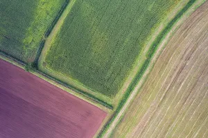 Agricultural Fields UK Prints: Fields and Meadows over Torbay from a drone