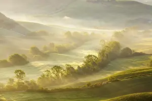 Agricultural Landscape Photos Prints: Fields with tree in dawn mist