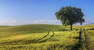 Mediterranean Landscape Photography Prints: Fields and a tree in the morning light