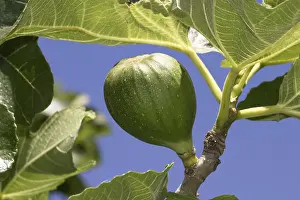 Fig Tree Prints: Fig on a fig tree
