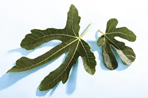 Indoor Plant Photography Prints: Fig leaves