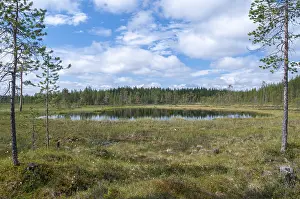 Finland Landscape Prints: Finland, bow, countries, detail