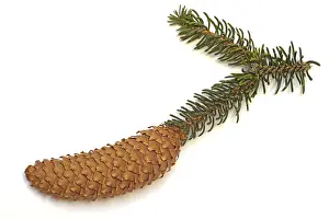 Botany Plant Details Prints: Fir cone