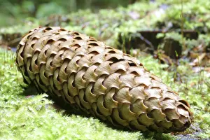 Macro Forest Photography Prints: Fir cone on the forest ground