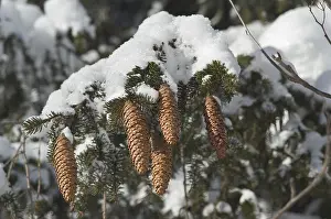 Snow Covered Tree Branches Prints: Fir cones