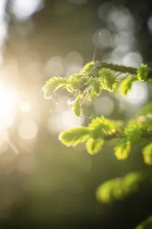Southern Germany Trees Prints: Fir tree in the sunlight, Black Forest