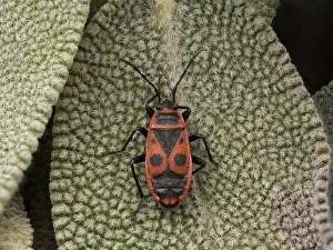 Red Coloured Fauna Prints: Fire bug (Pyrrhocoris apterus)