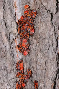 Red Coloured Animal Prints: Fire bugs
