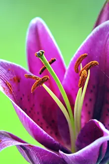 Orange Blossom Flower Prints: Fire Lily